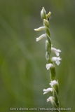 Spiranthe d'été - Spiranthes aestivalis