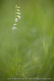 Spiranthe d'été ; summer lady's-tresses