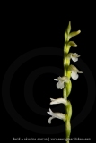 Spiranthe d'été - Spiranthes aestivalis