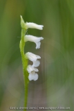 Spiranthe d'été - Spiranthes aestivalis