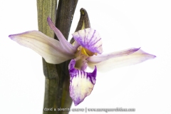 Limodore à feuilles avortées