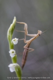 Mante sur une Spiranthe d'été ; summer lady's-tresses and Praying mantis