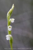 Spiranthe d'été - Spiranthes aestivalis