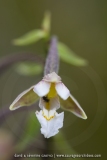 Epipactis des marais - epipactis palustris