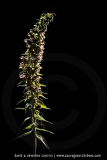 Epipactis à larges feuilles ; Broad-leaved helleborine