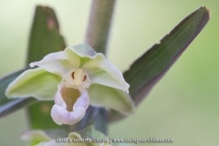 Epipactis violacé - Epipactis purpurata