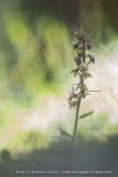 Epipactis violacé ; Violet helleborine