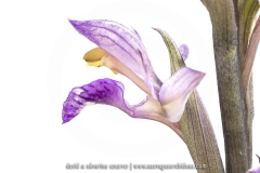 Limodore à feuilles avortées