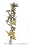 Epipactis violacé - Epipactis purpurata