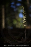 Epipactis violacé ; Violet helleborine