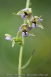 Epipactis à larges feuilles