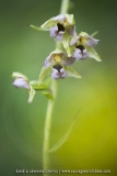 Epipactis à larges feuilles ; broad-leaved helleborine