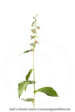 Epipactis à larges feuilles ; Broad-leaved helleborine