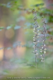 Epipactis violacé ; Violet helleborine