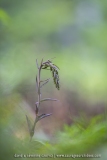 Epipactis violacé - Epipactis purpurata