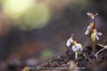 Epipogon sans feuille ; ghost orchid