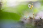 Epipogon sans feuille ; ghost orchid