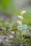 Epipogon sans feuille - Epipogium aphyllum