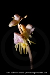 Epipogon sans feuille ; ghost orchid