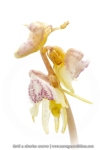 Epipogon sans feuille ; ghost orchid