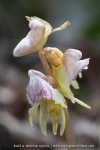 Epipogon sans feuille - Epipogium aphyllum