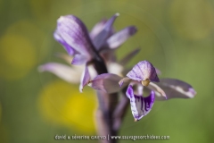 Limodore à feuilles avortées