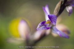 Limodore à feuilles avortées