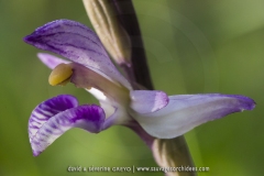 Limodore à feuilles avortées