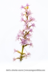 Gymnadenia conopsea