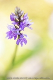 Orchis de Fuchs ; Common spotted orchid