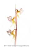Epipogon sans feuille - Epipogium aphyllum