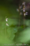 Epipogon sans feuille - Epipogium aphyllum