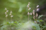 Epipogon sans feuille ; ghost orchid