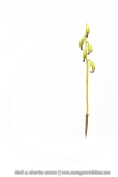 Racine de corail en fructification - Corallorhiza trifida