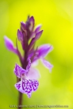 Orchis des Alpes ; Alpine orchid