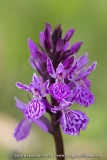 Orchis des Alpes ; Alpine orchid