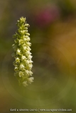 Orchis miel ; Small white orchid