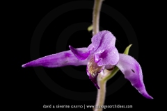 Céphalanthère rouge - Cephalanthera rubra