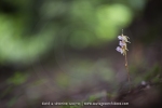 Epipogon sans feuille - Epipogium aphyllum