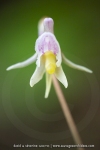 Epipogon sans feuille ; ghost orchid