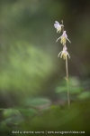Epipogon sans feuille - Epipogium aphyllum