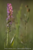 Orchis incarnat