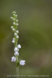 Goodyère rampante - Goodyera repens
