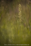 Listera ovata