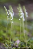 Goodyère rampante