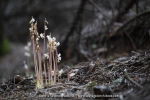 Epipogon sans feuille ; ghost orchid