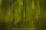 Orchis moustique
