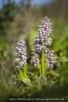 Orchis lacté