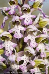 Orchis lacté