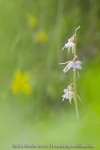 Epipogon sans feuille - Epipogium aphyllum